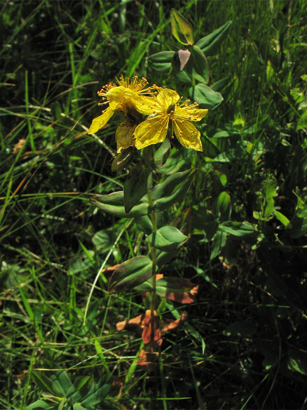 Image of Hypericum alpigenum specimen.