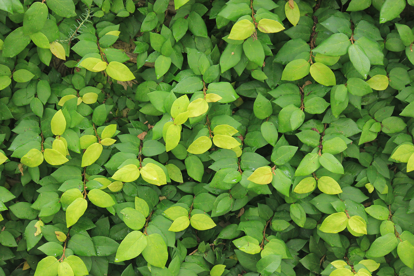 Изображение особи Ficus pumila.