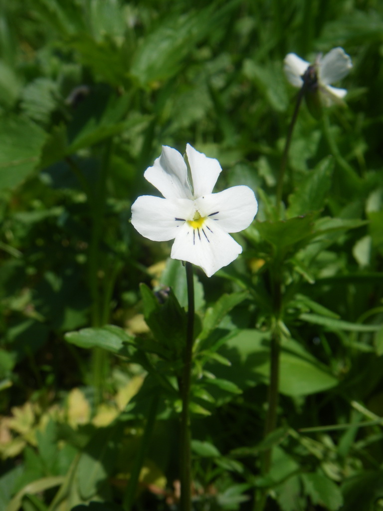 Image of genus Viola specimen.