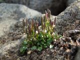 Cardamine bellidifolia