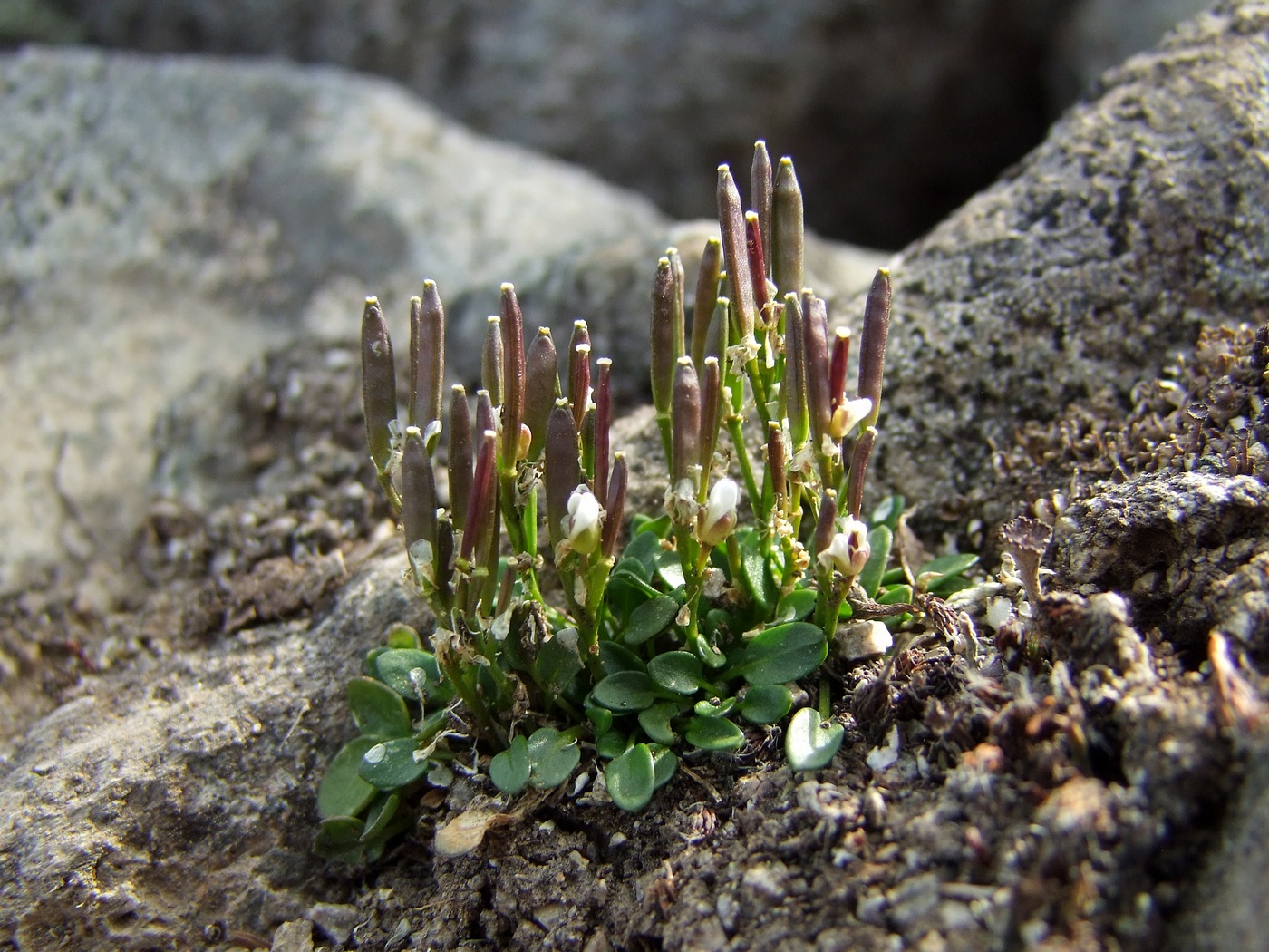 Image of Cardamine bellidifolia specimen.