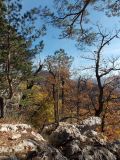 Pinus sylvestris ssp. hamata