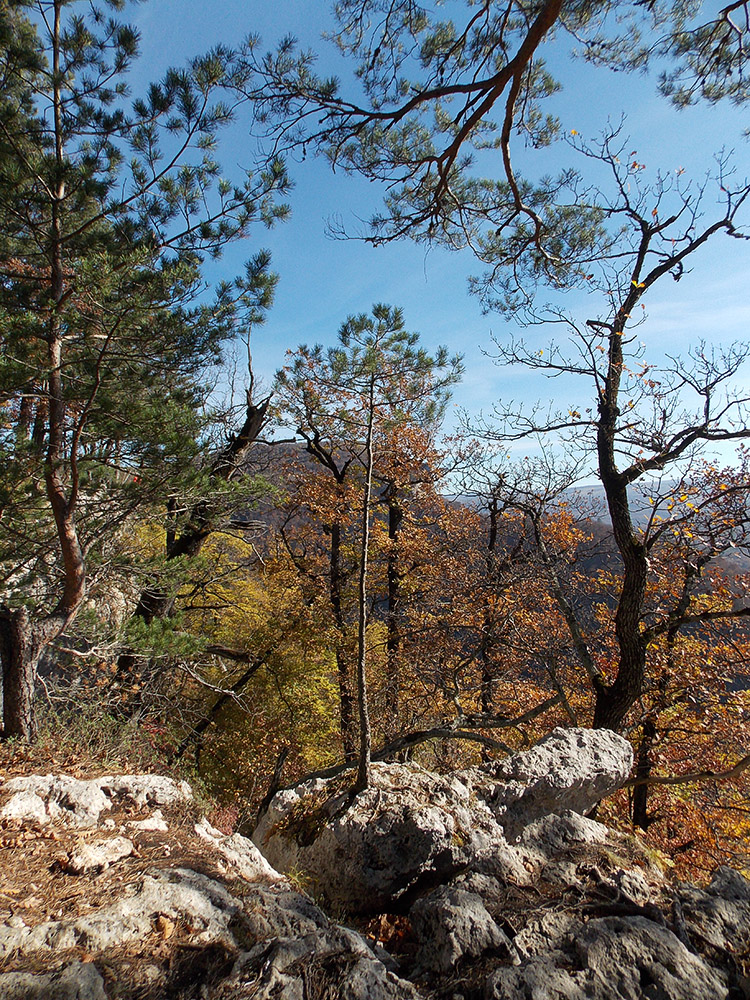 Изображение особи Pinus sylvestris ssp. hamata.