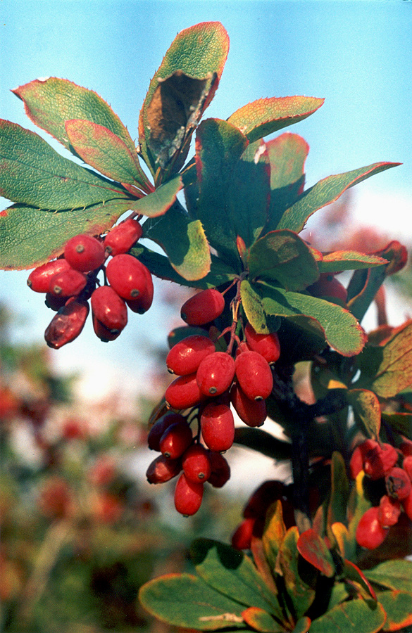 Image of Berberis vulgaris specimen.