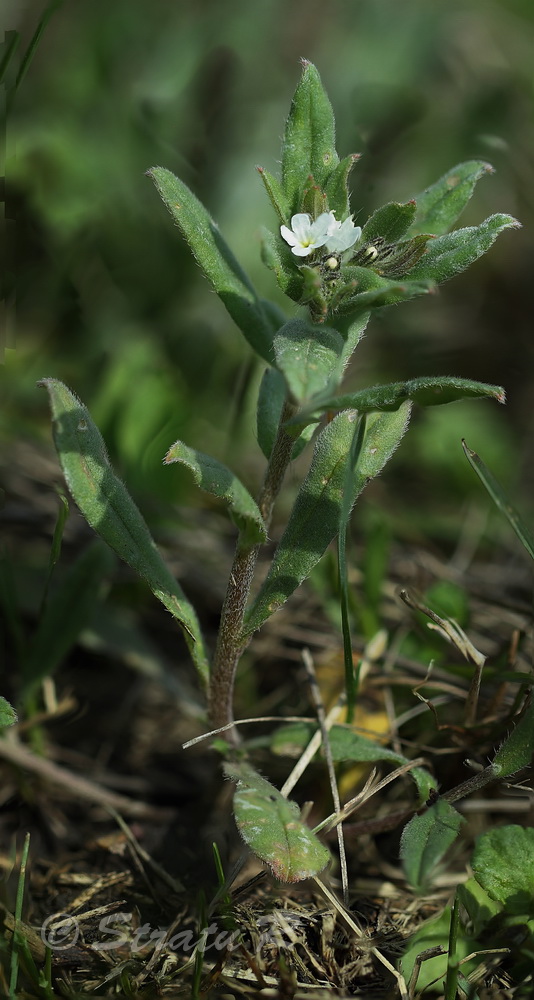 Изображение особи Buglossoides arvensis.