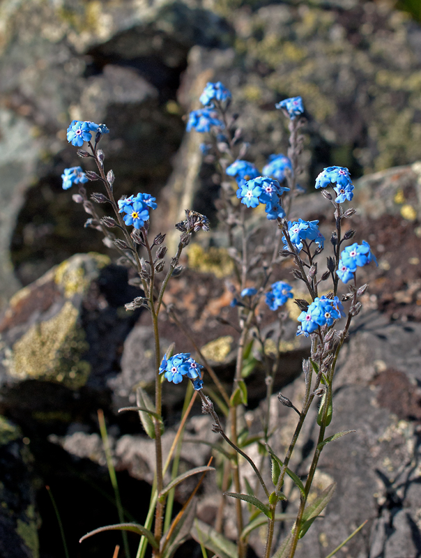 Image of Myosotis austrosibirica specimen.