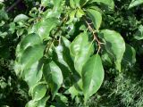 Prunus domestica