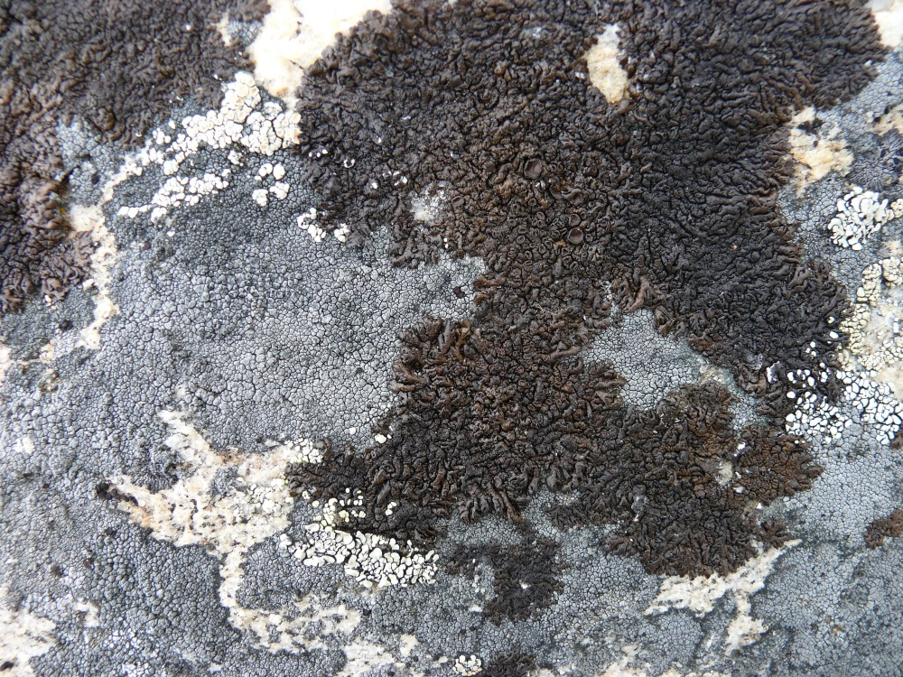 Image of division Ascomycota specimen.
