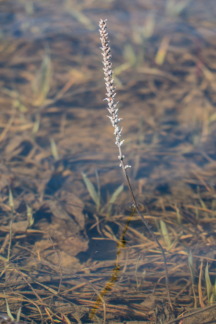 Изображение особи род Plantago.