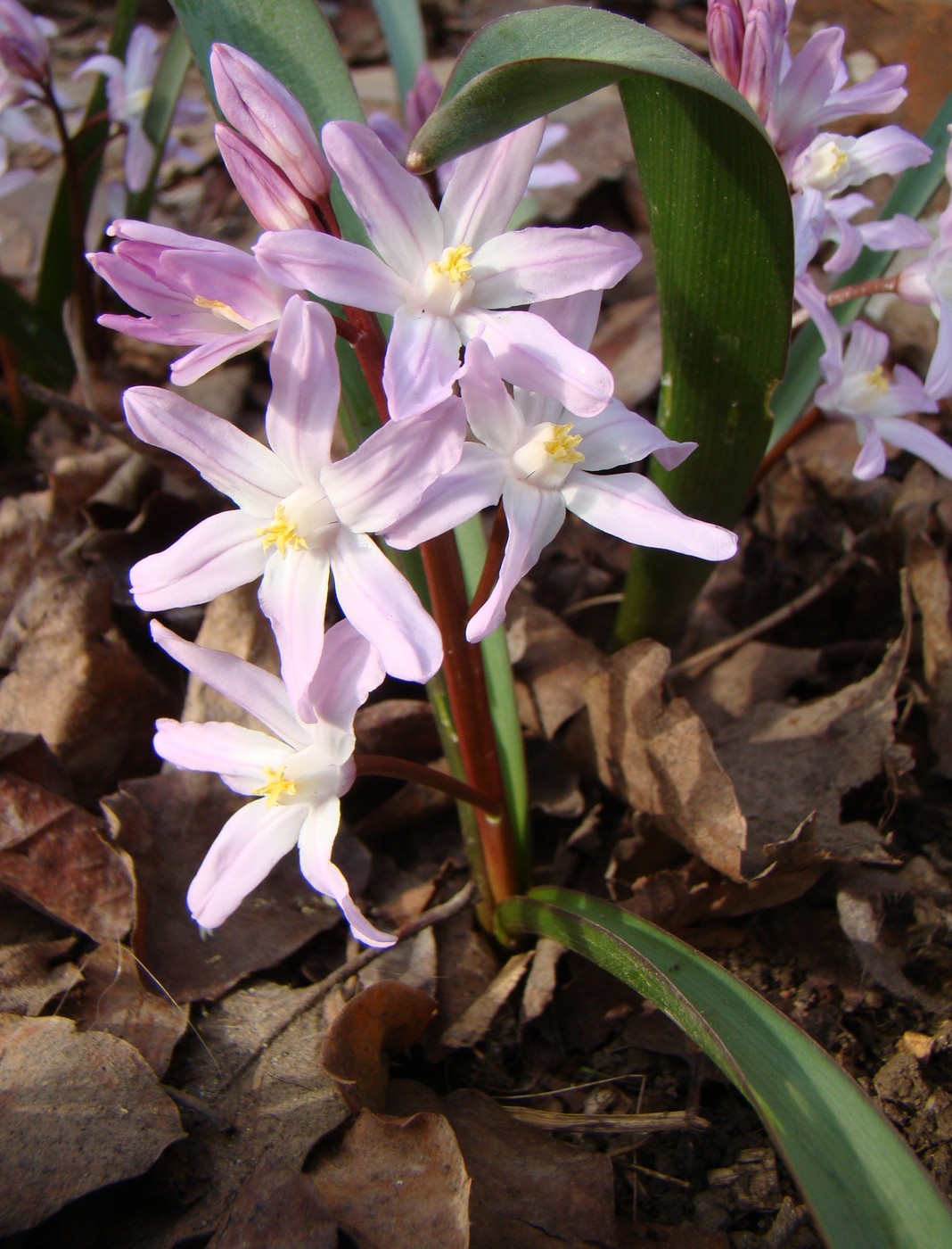 Image of Chionodoxa forbesii specimen.