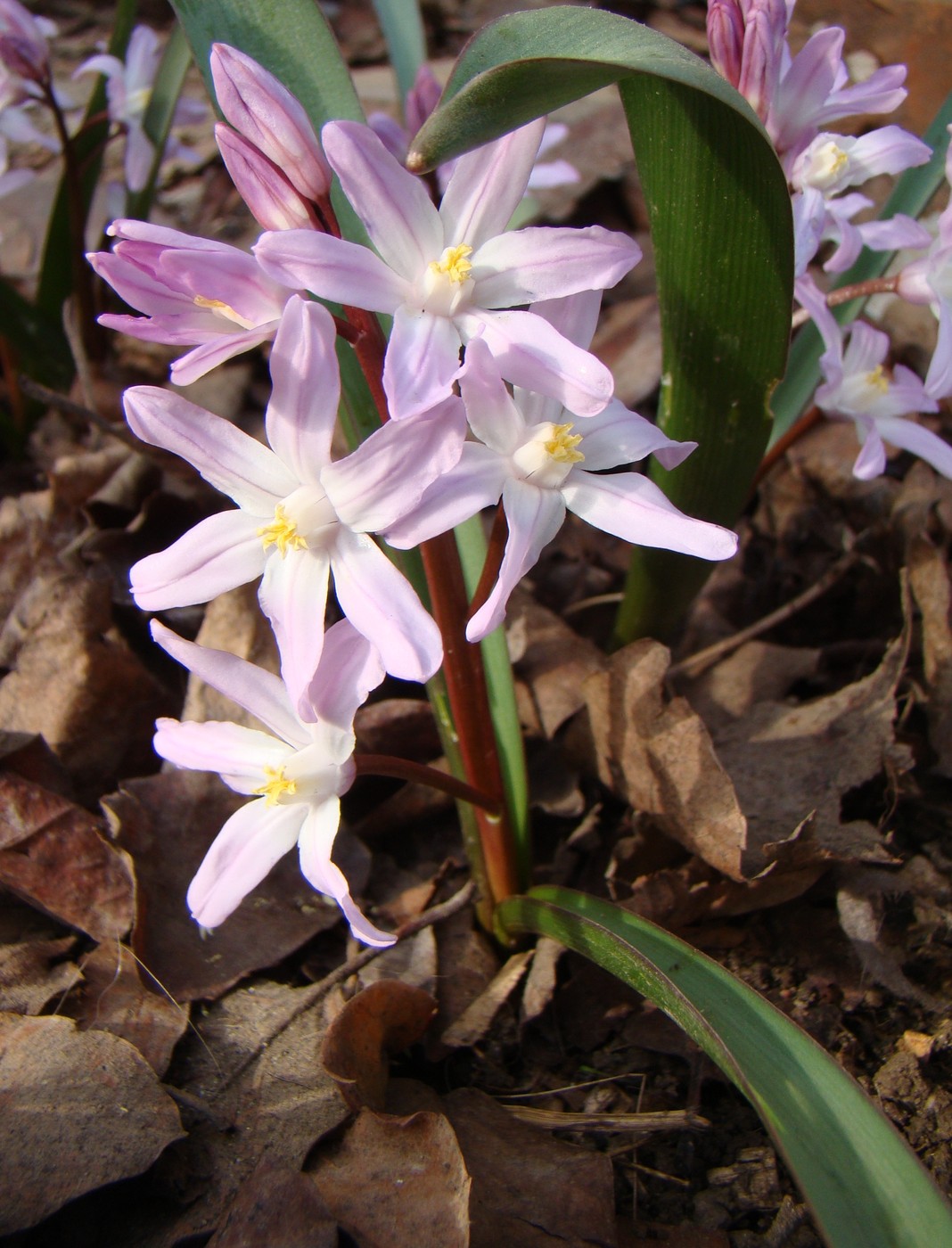 Изображение особи Chionodoxa forbesii.