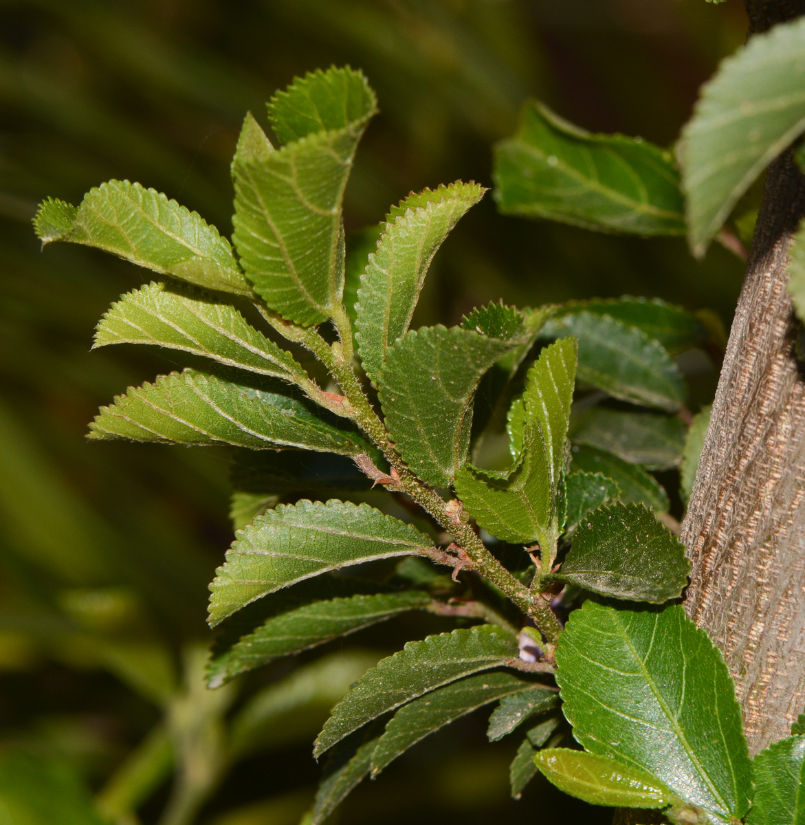 Image of Grewia occidentalis specimen.