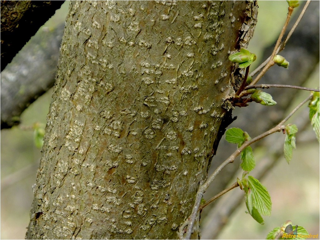 Image of Corylus avellana specimen.