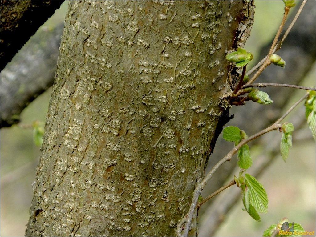 Изображение особи Corylus avellana.