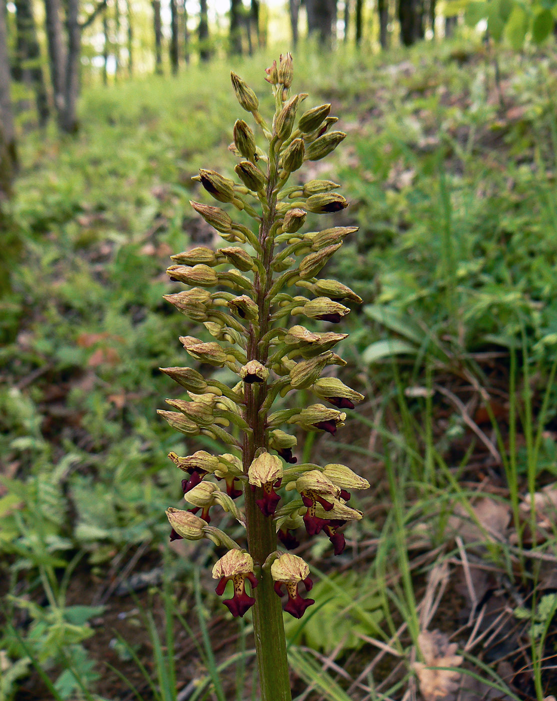 Image of Orchis &times; wulffiana nothosubsp. suckowii specimen.