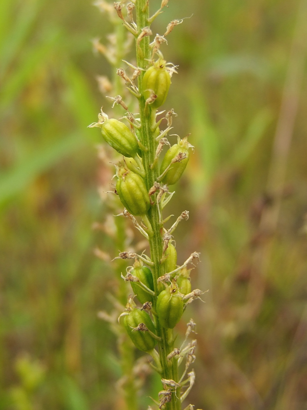 Image of Malaxis monophyllos specimen.