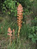 Orobanche rapum-genistae. Цветущие растения. Нидерланды, провинция Limburg, рудеральное местообитание у железнодорожной станции Mook-Molenhoek; паразитирует на Sarothamnus (Cytisus) scoparius. 12 июня 2010 г.