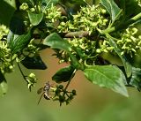 Euonymus europaeus