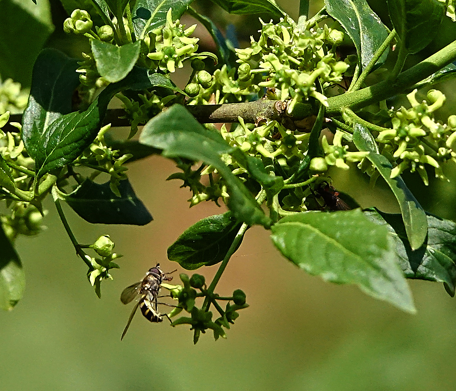 Изображение особи Euonymus europaeus.