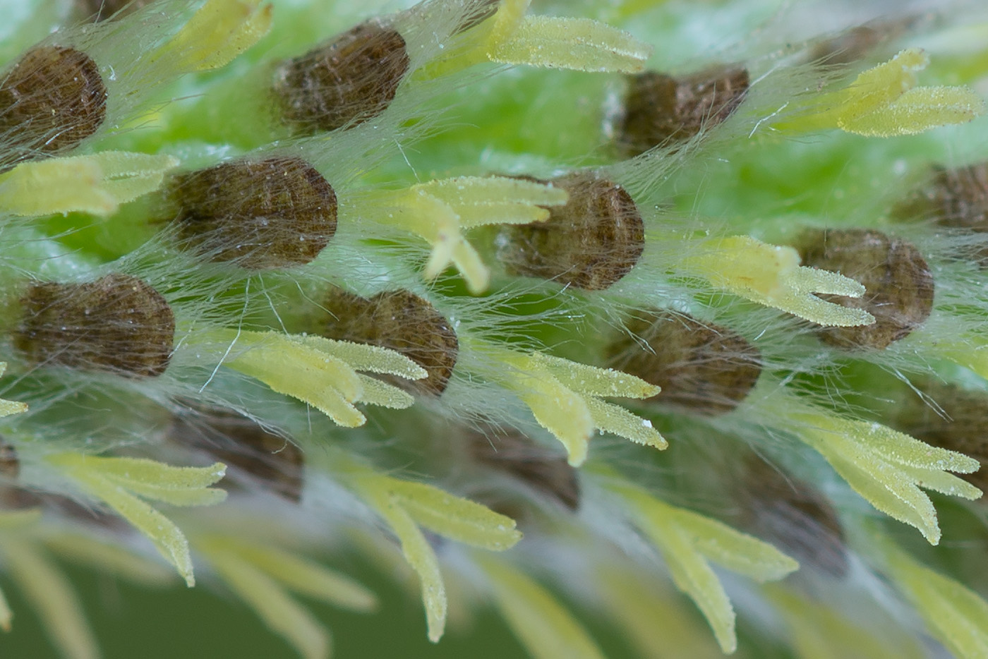 Image of Salix viminalis specimen.