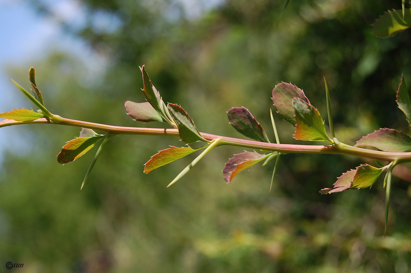 Image of Berberis vulgaris specimen.