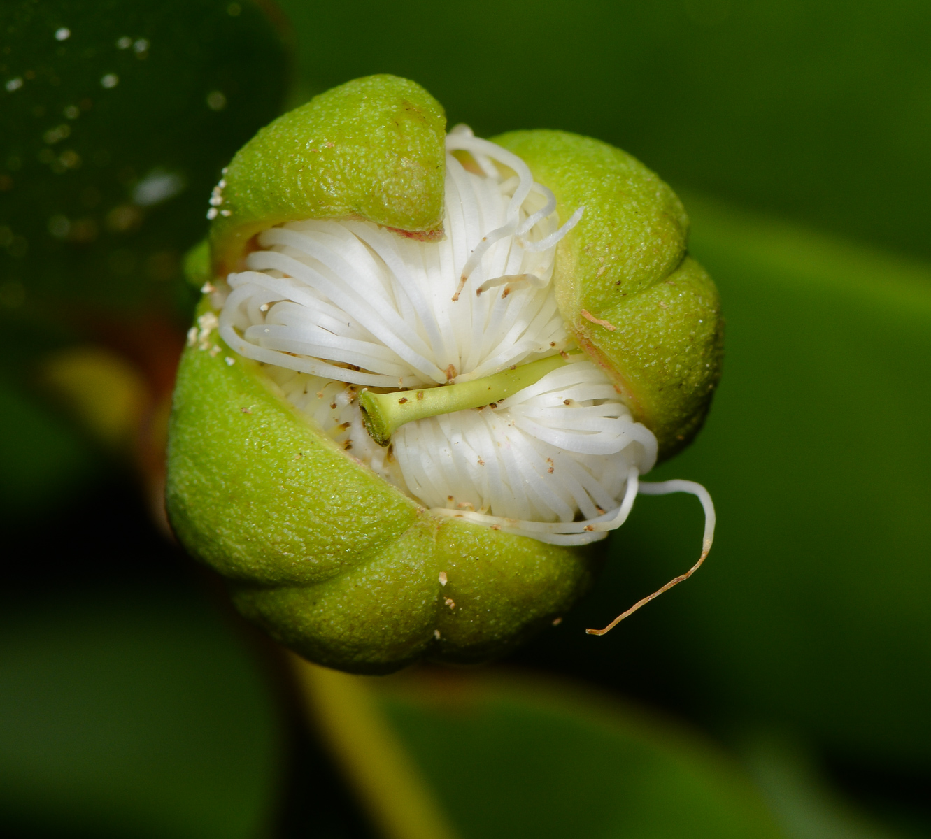 Image of Sonneratia ovata specimen.