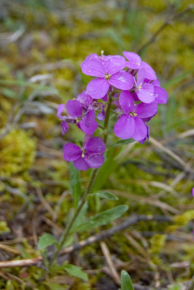 Image of Clausia aprica specimen.