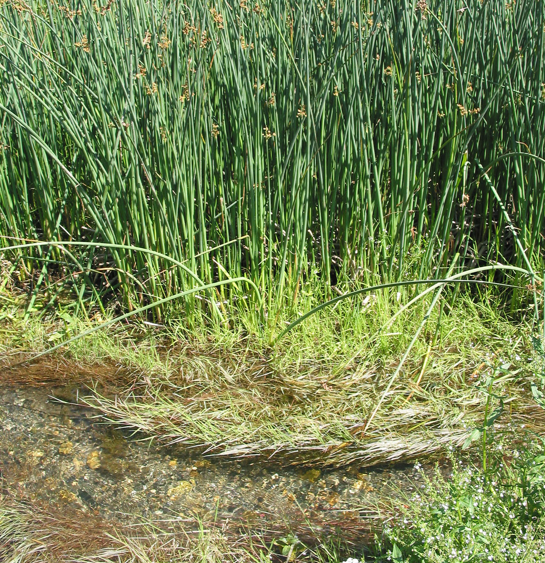 Image of Schoenoplectus lacustris specimen.