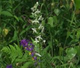 Platanthera bifolia. Соцветие (слева - соцветие Melampyrum nemorosum). Московская обл., Раменский р-н, окр. ж.-д. платформы Хрипань, просека под ЛЭП. 04.07.2017.