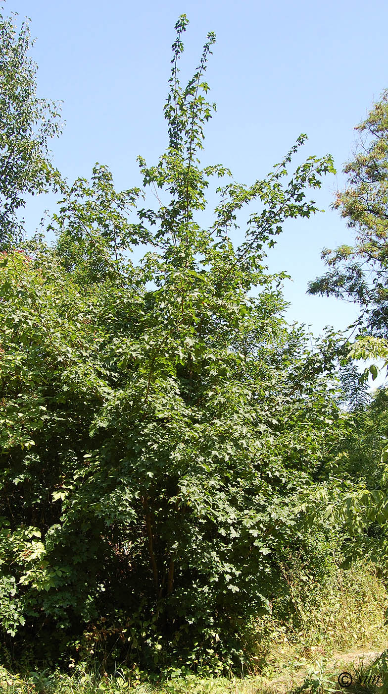 Image of Acer campestre specimen.