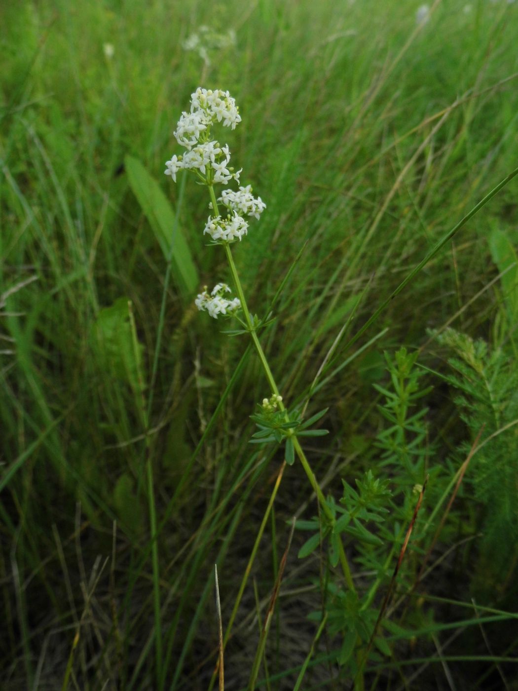 Изображение особи Galium mollugo.