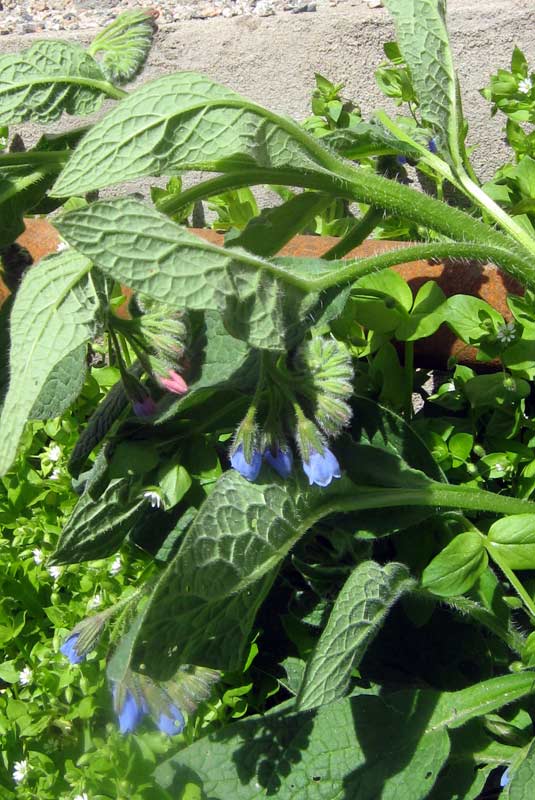 Изображение особи Symphytum caucasicum.