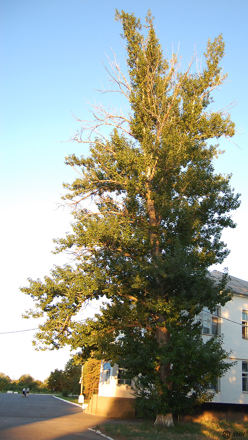 Image of Populus balsamifera specimen.
