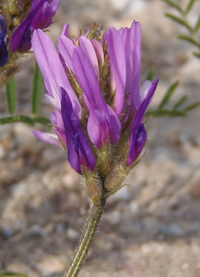 Изображение особи Astragalus onobrychis.