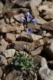 Delphinium brunonianum