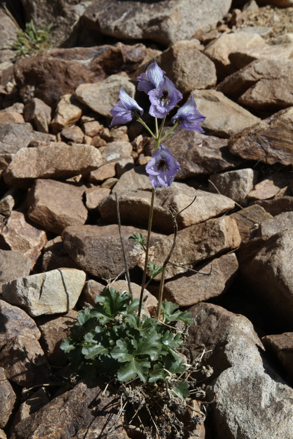 Image of Delphinium brunonianum specimen.