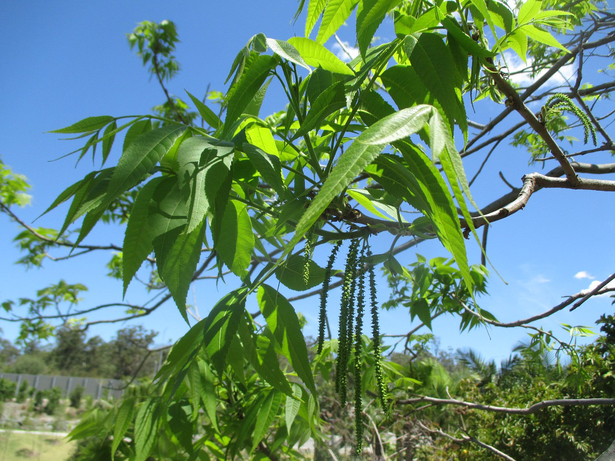 Image of Carya illinoinensis specimen.