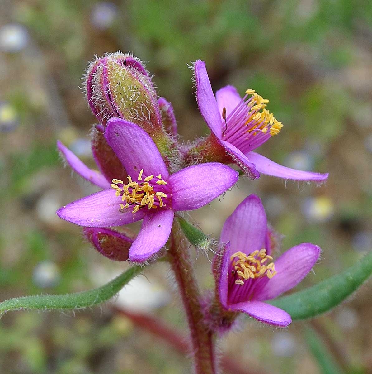 Изображение особи Tetragonia rosea.