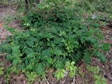 Astragalus glycyphyllos