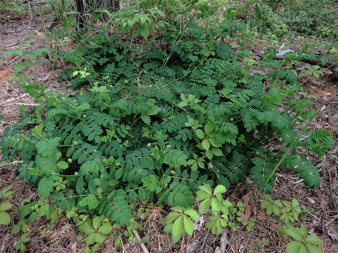 Изображение особи Astragalus glycyphyllos.