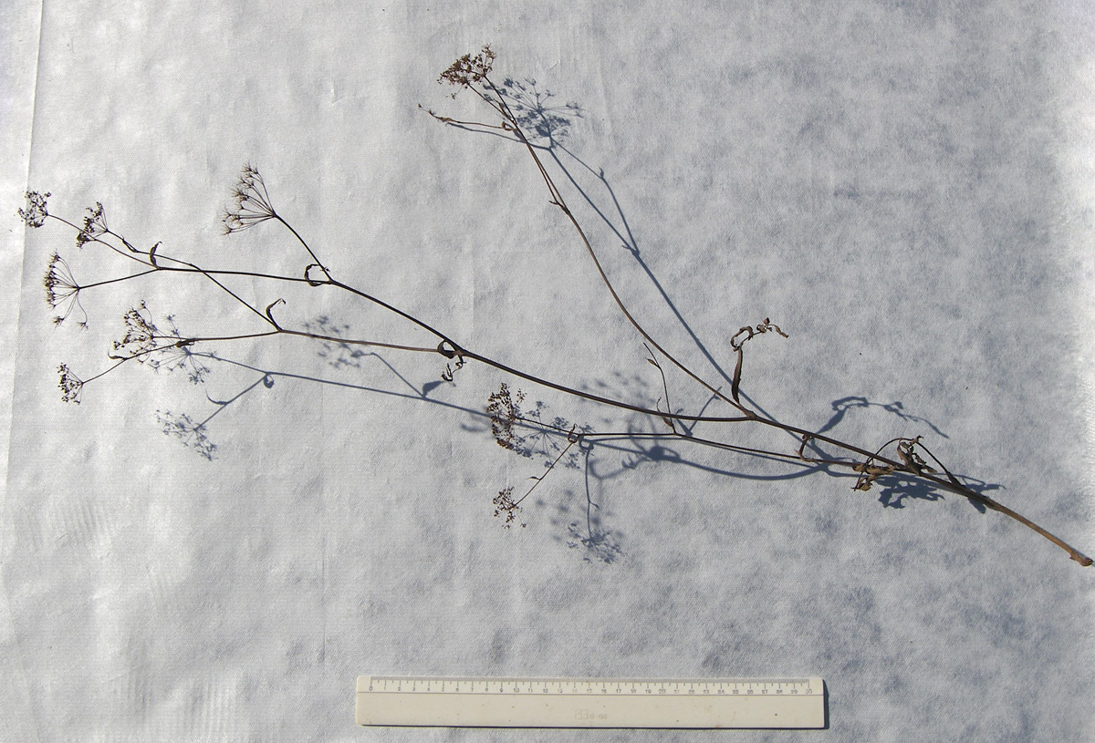 Image of Pimpinella rhodantha specimen.