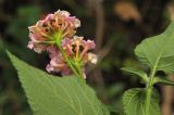 Lantana camara