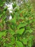 Salix caprea. Верхушка побега. Окр. Архангельска, окраина небольшого леса. 19.05.2012.