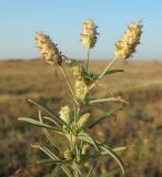 Plantago arenaria