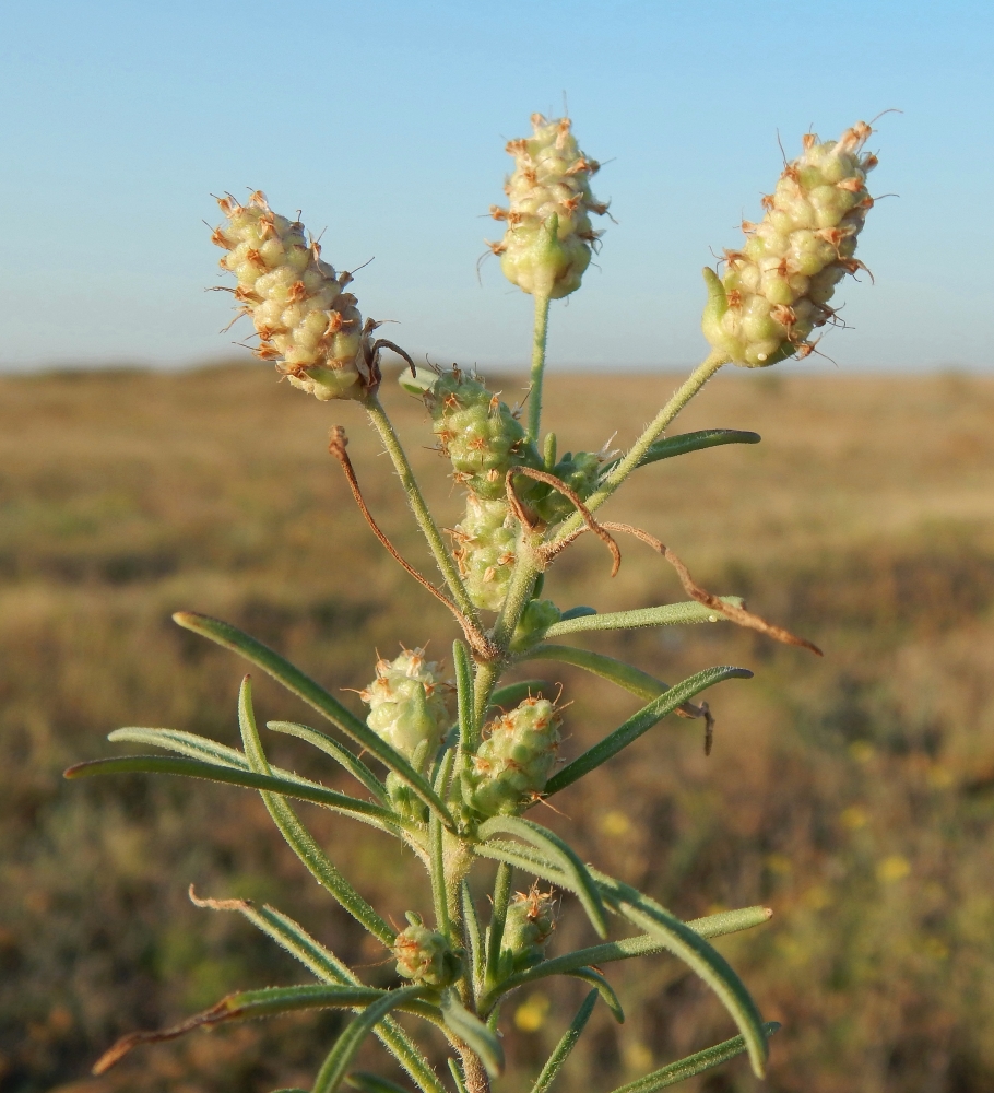 Изображение особи Plantago arenaria.