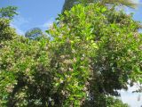 Pongamia pinnata. Часть кроны цветущего дерева. Австралия, г. Брисбен, пригород Сандгейт, парк. 17.12.2016.