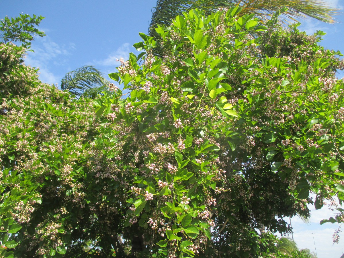 Изображение особи Pongamia pinnata.