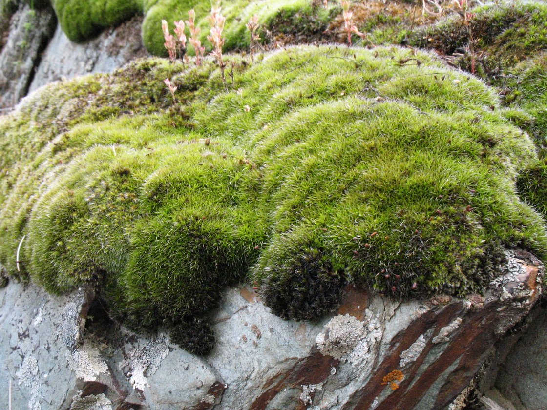 Image of genus Grimmia specimen.