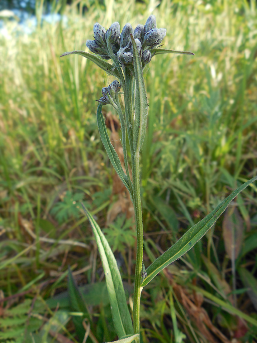 Изображение особи Saussurea duiensis.