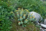 Rhodiola rosea. Плодоносящее растение. Мурманская обл., Кольский р-н, побережье Подпахтинской губы, приморский луг. 01.08.2017.